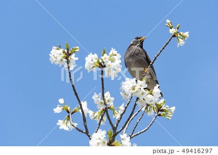 桜の花とムクドリ 49416297
