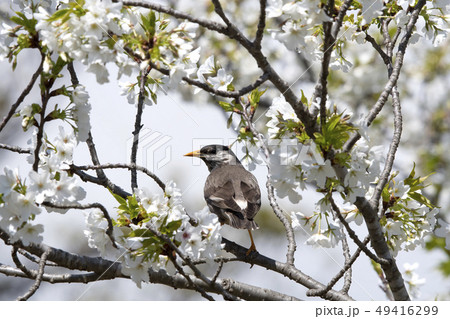 ムクドリ 49416299