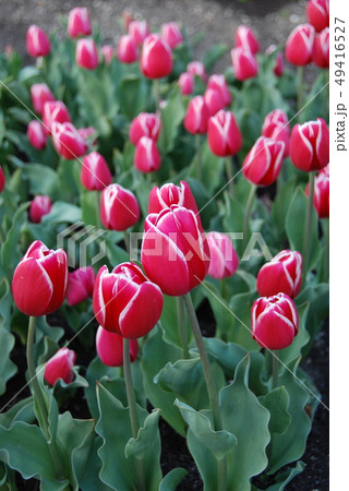 チューリップ 49416527