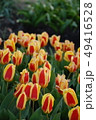 チューリップ 49416528