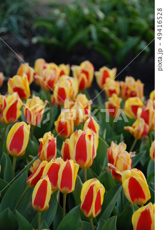 チューリップ 49416528