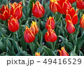 チューリップ 49416529