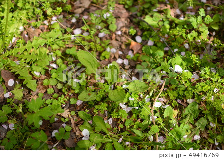 さくら　花びら 49416769