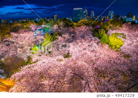 福岡　九州　舞鶴公園　さくら 49417228