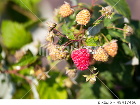 Ripe raspberries on a bush in the garden Ripe raspberries on a bush in the garden 49417466