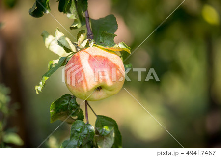 Ripe apple on a tree in the garden Ripe apple on a tree in the garden 49417467