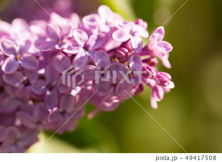 Lilac flowers on a tree in spring 49417508