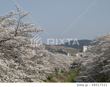 佐保川沿いの桜と若草山 49417531