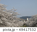 佐保川沿いの桜と若草山 佐保川沿いの桜と若草山 49417532