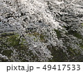 佐保川沿いの桜 佐保川沿いの桜 49417533