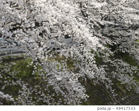 佐保川沿いの桜 佐保川沿いの桜 49417533
