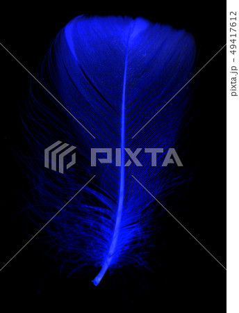 Blue feather on a black background Blue feather on a black background 49417612
