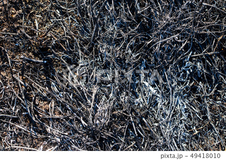 Black burned grass on the ground as an abstract background 49418010