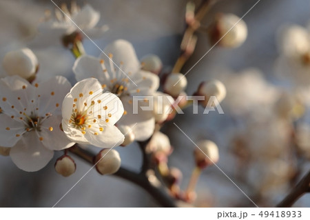 Spring flowers blooming on a tree Spring flowers blooming on a tree 49418933
