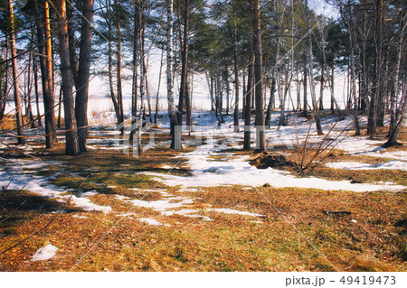 Spring forest with sun shine 49419473
