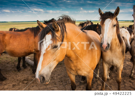 Herd of horses in pasture in summer 49422225