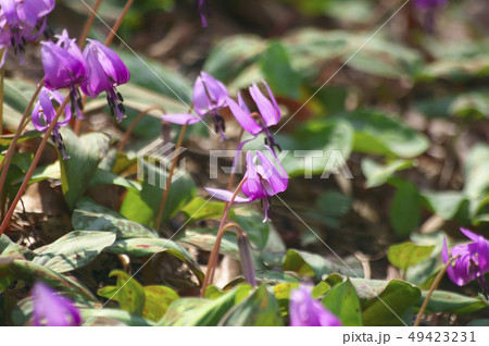 さやま花多来里の郷(さやまかたくりの郷) さやま花多来里の郷(さやまかたくりの郷) 49423231