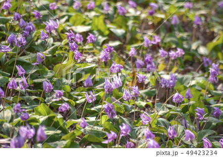 さやま花多来里の郷（さやまかたくりの郷） 49423234