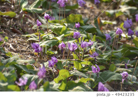 さやま花多来里の郷（さやまかたくりの郷） 49423235