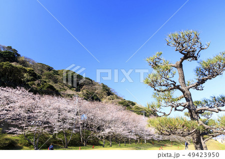染井吉野 49423950