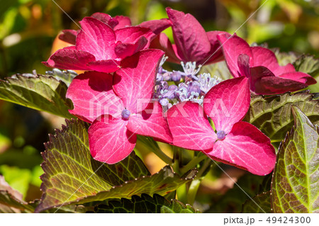 Penny mac, Hydrangea macrophylla Penny mac, Hydrangea macrophylla 49424300