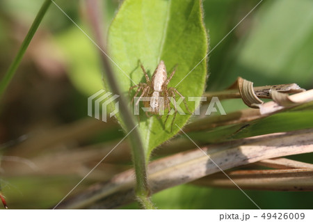 ササグモ 49426009