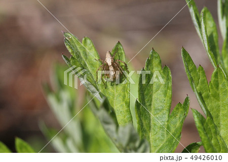 ササグモ 49426010