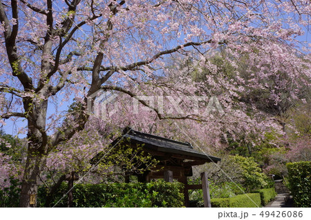 鎌倉 明月院 Meigetsu-in Temple 鎌倉 明月院 Meigetsu-in Temple 49426086