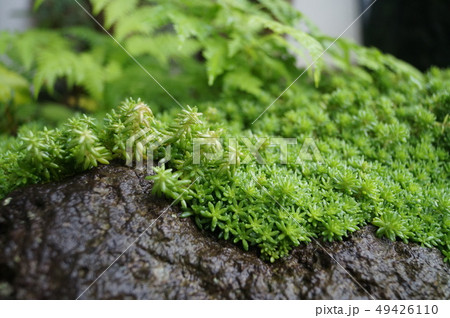 シダ植物 49426110