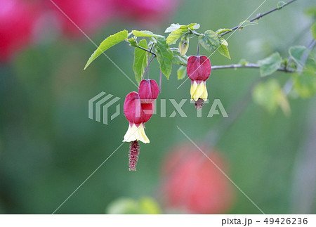 かわいいチロリアンランプの花 49426236