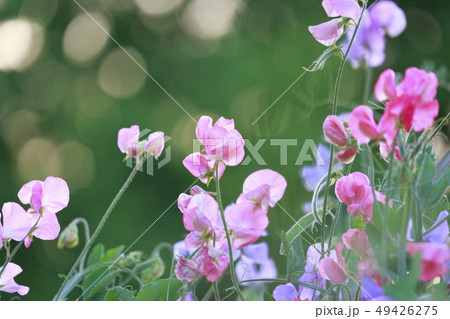 可憐なスイートピー　 49426275