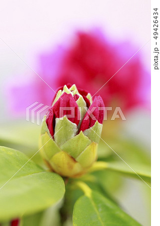 赤いシャクナゲの花 赤いシャクナゲの花 49426434