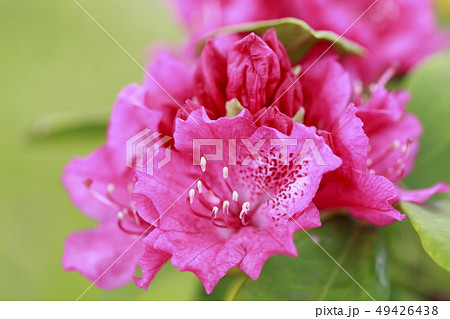 赤いシャクナゲの花 49426438