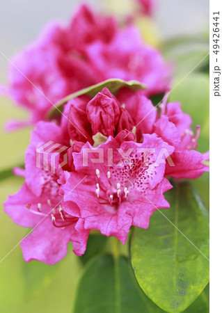 赤いシャクナゲの花 赤いシャクナゲの花 49426441