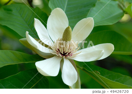 朴（ホオ）の花　ホオノキの花 49426720