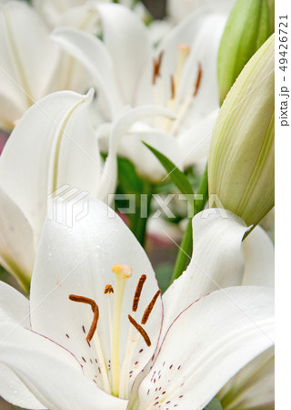赤い縁取りのある白ユリ 赤い縁取りのある白ユリ 49426721