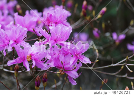 ミツバツツジ　三葉躑躅　 Rhododendron dilatatum 49426722