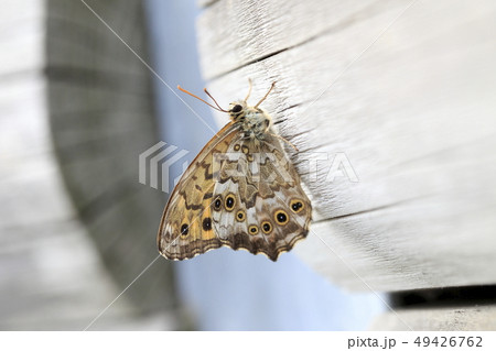 ジャノメ蝶 49426762