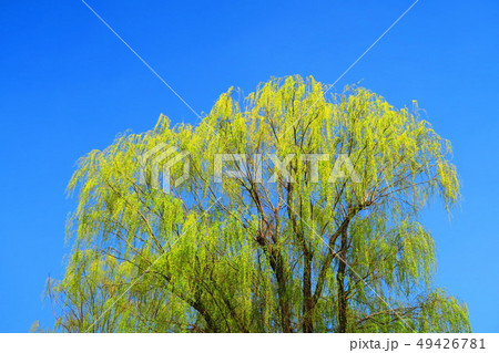 シダレヤナギと青空の風景 49426781