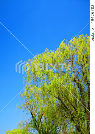 シダレヤナギと青空の風景 49426782