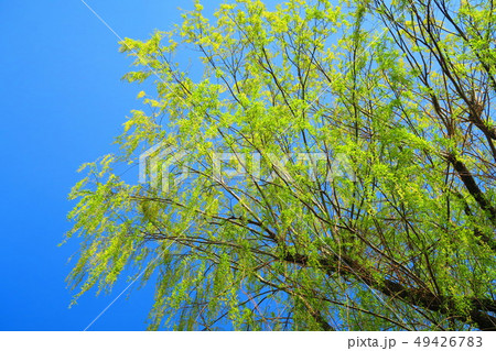 シダレヤナギと青空の風景 49426783