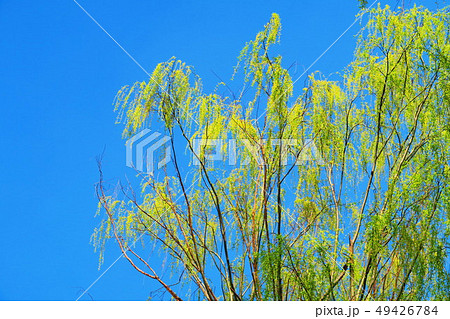 シダレヤナギと青空の風景 49426784