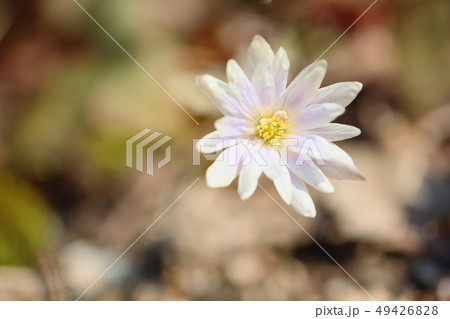 ユキワリイチゲの花 49426828