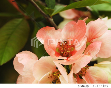 ボケ　木瓜　 Flowering quince 49427165