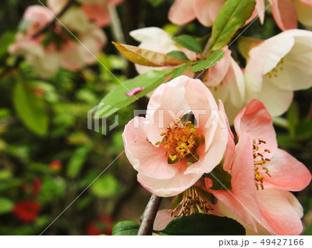 ボケ　木瓜　 Flowering quince 49427166