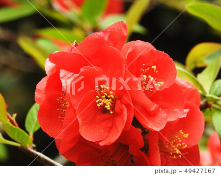 ボケ 木瓜 Flowering quince ボケ 木瓜 Flowering quince 49427167