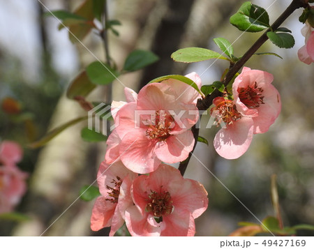 ボケ　木瓜　 Flowering quince 49427169