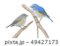 ルリビタキ 49427173