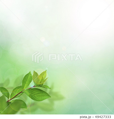 背景 新緑 グリーン 春 夏 日差しのイラスト素材
