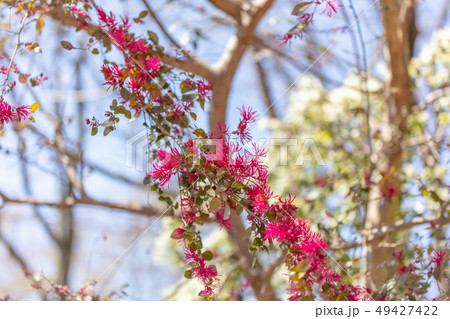 ベニバナトキワマンサク：紅花（マンサク科）木肌・木膚・木のはだ・外皮・樹皮・木目・花・芽・実） 49427422